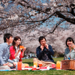 六義園の桜2016!!見頃と開花状況をライトアップ情報と共に