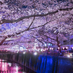 新宿御苑の桜2016!!お花見の見頃と開花状況♪混雑状況は？