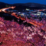 目黒川の桜のライトアップ！2016開花予想とお花見クルーズ♪