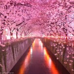 千鳥ヶ淵の桜の見ごろ！　2016開花状況とライトアップは？