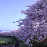 角館桜の開花予想2016！見どころと混雑状況は？