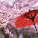 一目千本桜の開花状況2016！時期と見どころは？