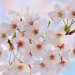 大阪造幣局の桜の通り抜け！2016開花予想と見どころは？
