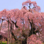 三春の滝桜の開花予想！2016見頃と混雑状況まとめ