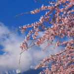 京都の桜の開花予想は？2016しだれ桜の名所と穴場は？