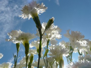 spring-carnation-8101_640
