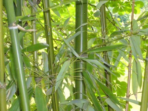 bamboo-653632_640