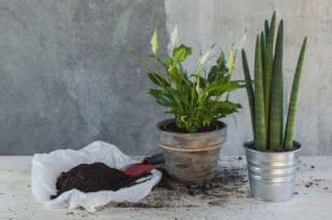Calla and sanseveria plants in pots, recently planted