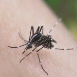 蚊の寿命はどのくらい？メスの生命力と血液への欲求が凄まじい！！！