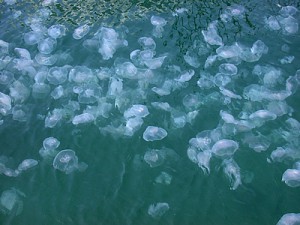 Water-jellyfish